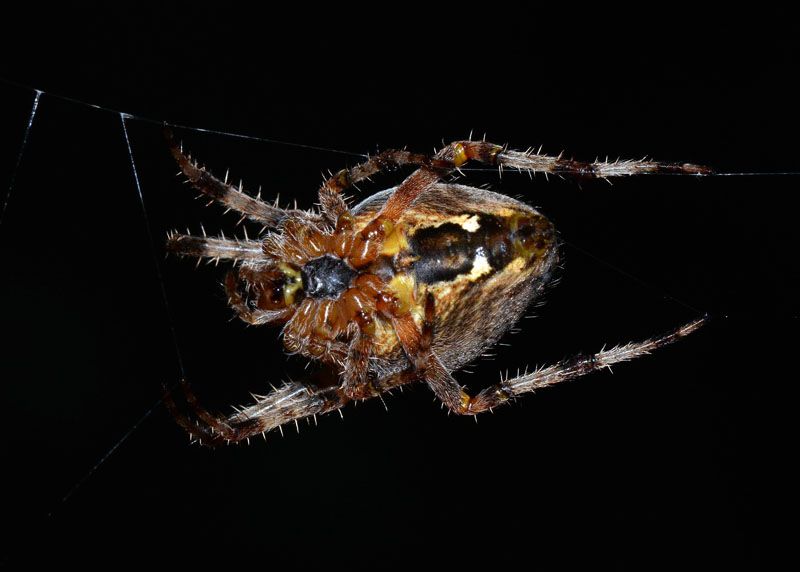 Araneus diadematus